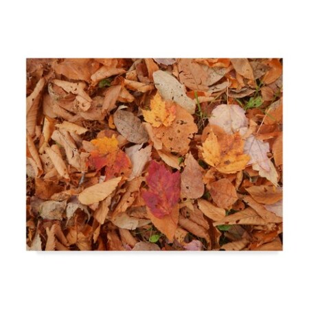 Trademark Fine Art Nina Marie 'Pile Of Leaves' Canvas Art, 14x19 ALI43825-C1419GG